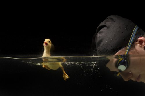 Спортсменка по плаванию и утёнок Пушистик (7 фото)