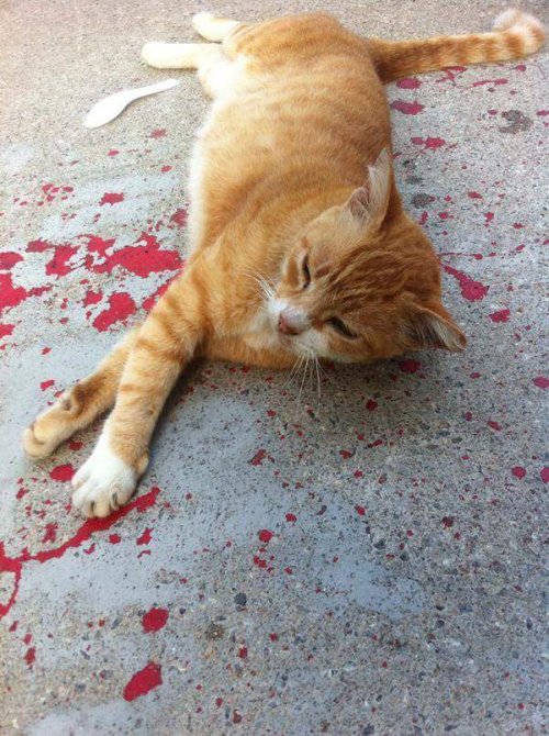 Истекающая кровью кошка, которой никто не хотел помогать (4 фото)