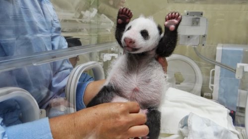Детёныши панды, которые поднимут вам настроение (23 фото)