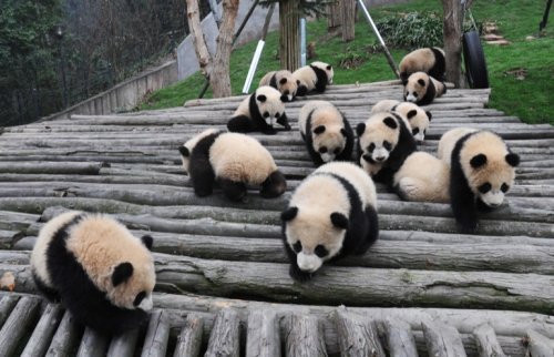 Детёныши панды, которые поднимут вам настроение (23 фото)