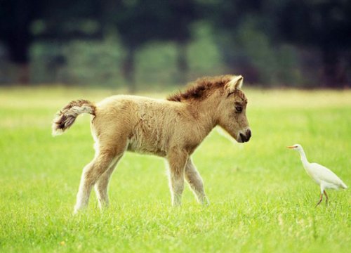 Миниатюрные лошадки, которым будет рад любой ребёнок (25 фото)
