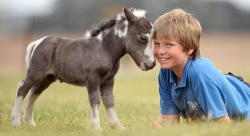 Миниатюрные лошадки, которым будет рад любой ребёнок (25 фото)