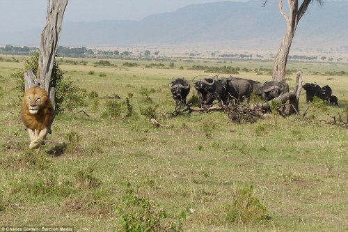 Лев, которому пришлось спасаться бегством от буйволов (6 фото)