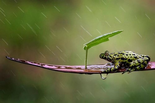 Животные под природными зонтиками (21 фото)