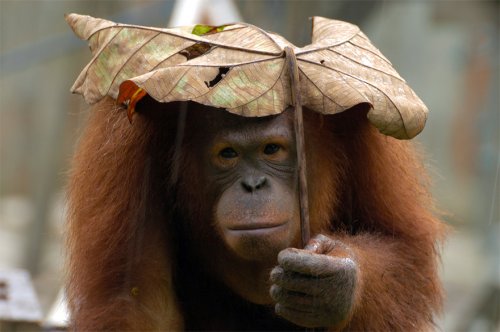 Животные под природными зонтиками (21 фото)