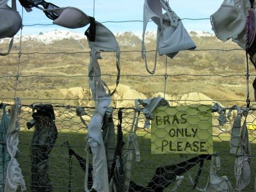 Бюстгальтеровый забор в Новой Зеландии (9 фото)