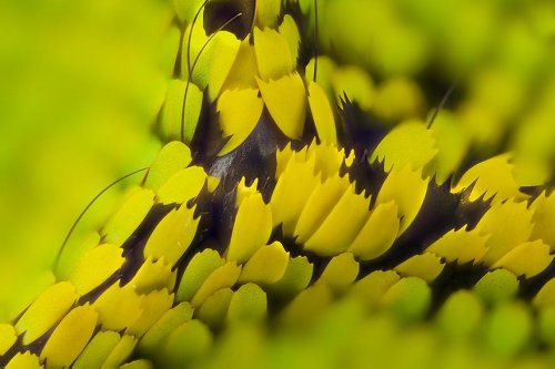 Крылья бабочек в макрофотографиях Линдена Гледхилла (12 фото)