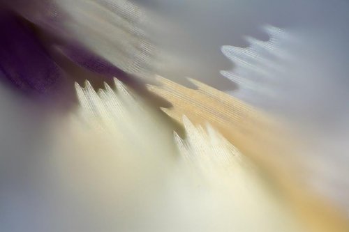 Крылья бабочек в макрофотографиях Линдена Гледхилла (12 фото)