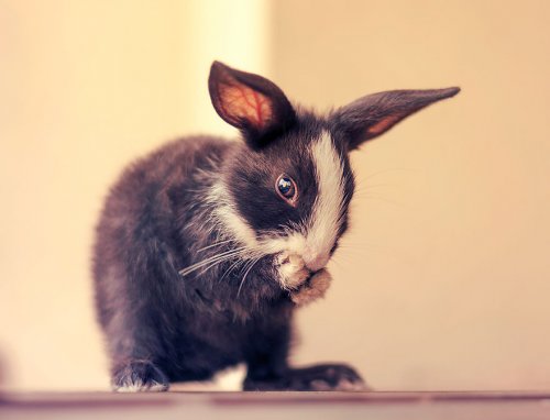 Очаровательные крольчата в фотографиях Ашрафула Арефина (16 фото)