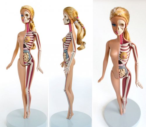 Анатомические игрушки от Джейсона Фрини (18 фото)
