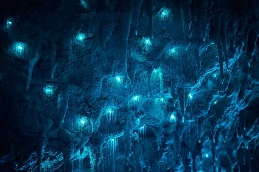 Удивительные фотографии светлячков в пещере Waitomo (11 фото) .