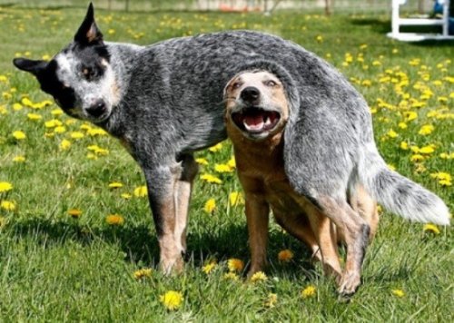 Смешные и забавные собаки (25 фото)