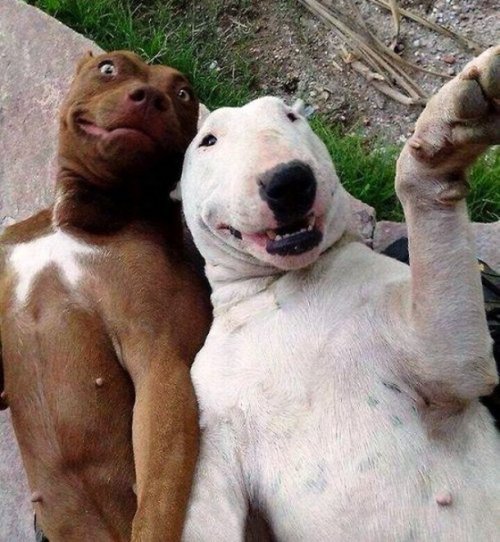 Смешные и забавные собаки (25 фото)