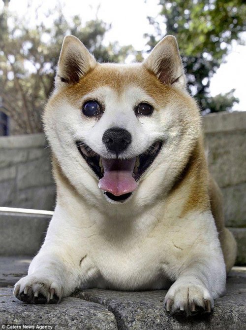 Корица — самая улыбчивая в мире собака (10 фото)