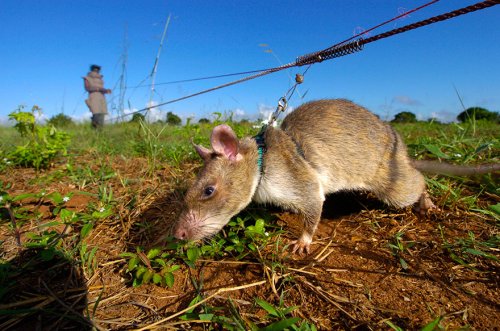 Крысы-герои вынюхивают мины на просторах Африки (12 фото)
