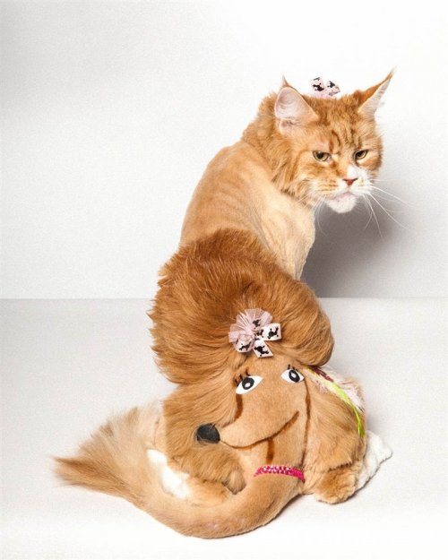 Кошки с оригинальными стрижками (15 фото)