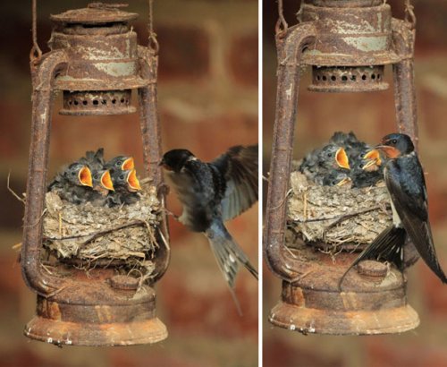 Самые необычные места, в которых птицы вьют гнёзда (26 фото)