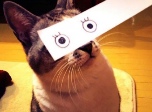 Коты с нарисованными глазами (10 фото)