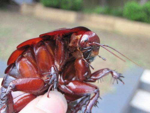 Топ-10: Самые жуткие жуки планеты
