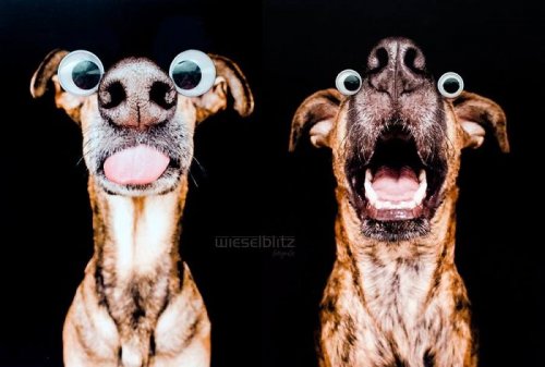 Забавные фотопортреты собак Ельке Фогельзанг (17 фото)