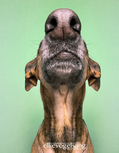 Забавные фотопортреты собак Ельке Фогельзанг (17 фото)