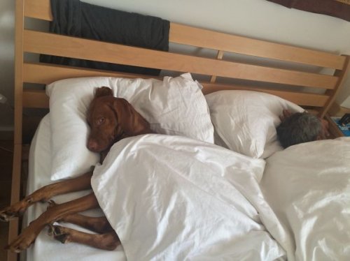 Собаки, решившие вздремнуть на хозяйской кровати (28 фото)
