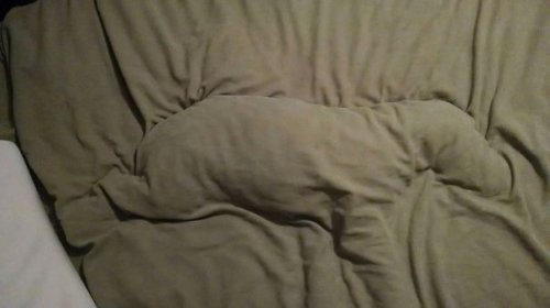 Собаки, решившие вздремнуть на хозяйской кровати (28 фото)