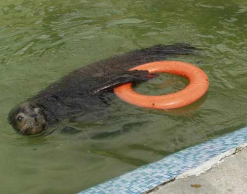 Забавные животные, любящие поплавать со спасательным кругом (10 фото)