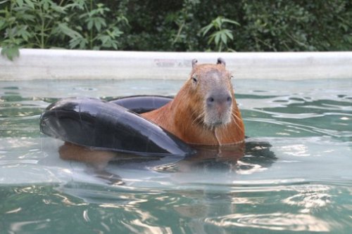 Забавные животные, любящие поплавать со спасательным кругом (10 фото)