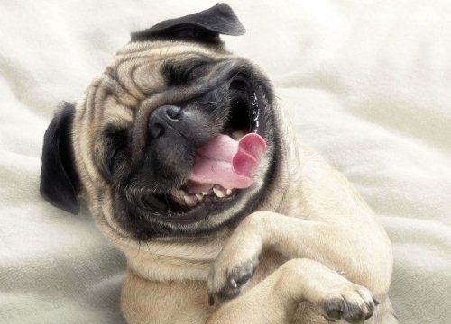 Смешные и забавные фотографии с собаками (23 фото)
