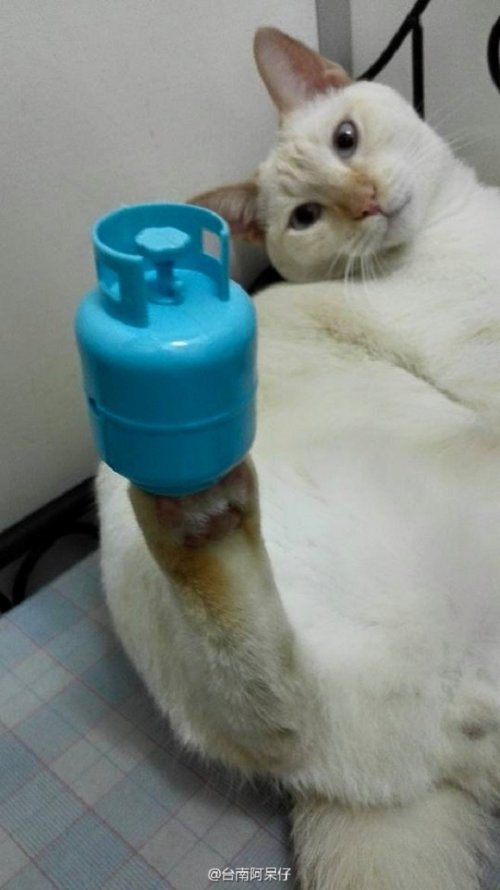 Удивительный кот, умеющий удерживать лапами на весу разные предметы (9 фото)