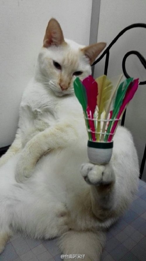 Удивительный кот, умеющий удерживать лапами на весу разные предметы (9 фото)