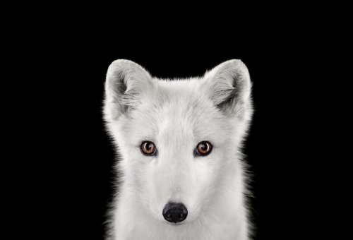 С глазу на глаз: животные в фотопроекте Брэда Уилсона (15 фото)