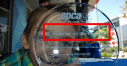 Кошка, спасшая мальчика от нападения собаки, награждена премией National Hero Dog Award (3 фото)