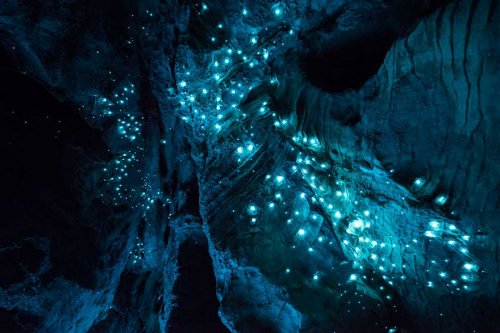 Удивительные фотографии светлячков в пещере Waitomo (11 фото)