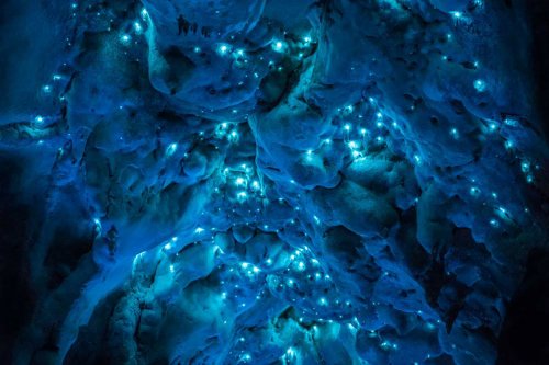 Удивительные фотографии светлячков в пещере Waitomo (11 фото)