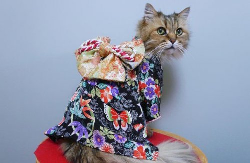 Новый фототренд в Японии: кошки в кимоно (21 фото)