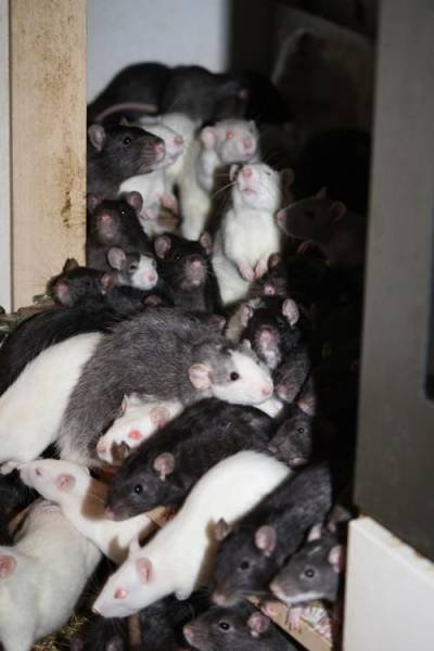 300 крыс в одной квартире (14 фото)