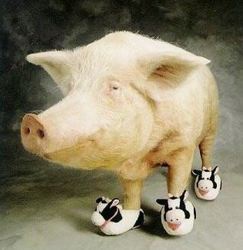 Свиньи в обуви (10 фото)