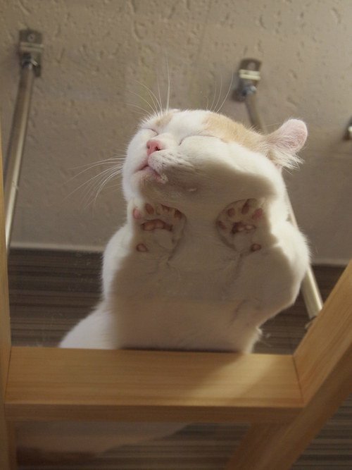 Забавные кошки на стекле: вид снизу (22 фото)