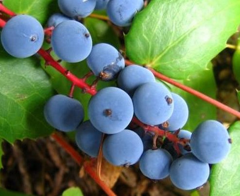 Топ-10: Редкие и необычные сорта винограда