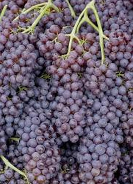 Топ-10: Редкие и необычные сорта винограда