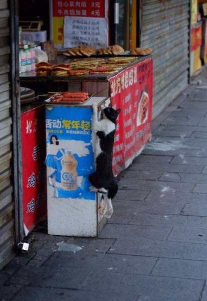 Кот, который знает, где взять вкусную еду (9 фото)