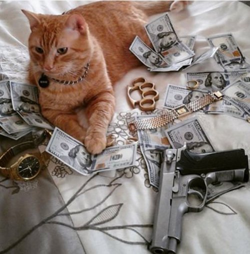 Кошки-гангстеры (10 фото)