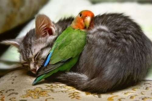 Любовь и дружба в мире животных (13 фото)