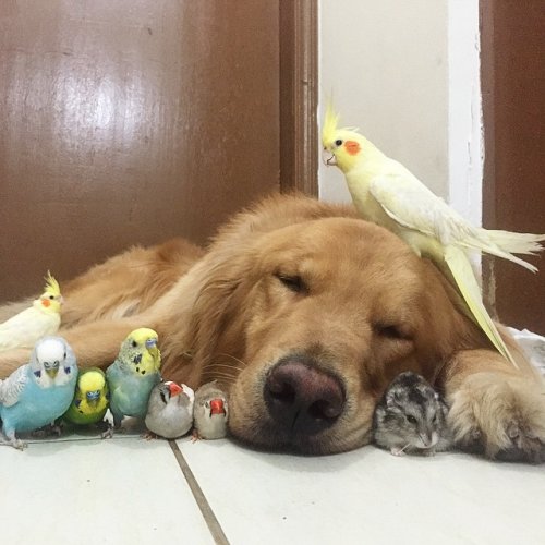 Очаровательная дружная компания: золотистый ретривер Боб, 8 птиц и хомячок (23 фото)