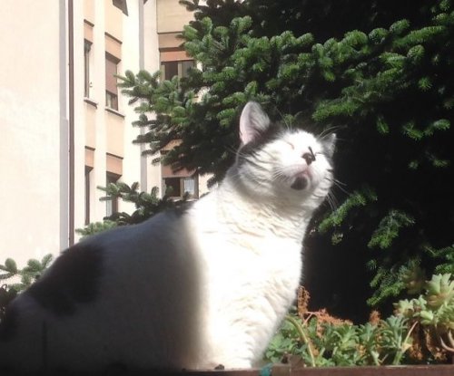 Самые довольные кошки в Интернете (29 фото)