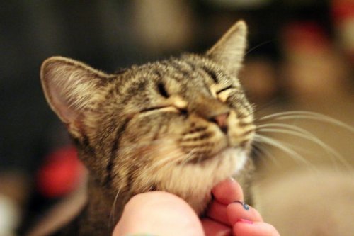 Самые довольные кошки в Интернете (29 фото)