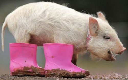 Свиньи в обуви (10 фото)