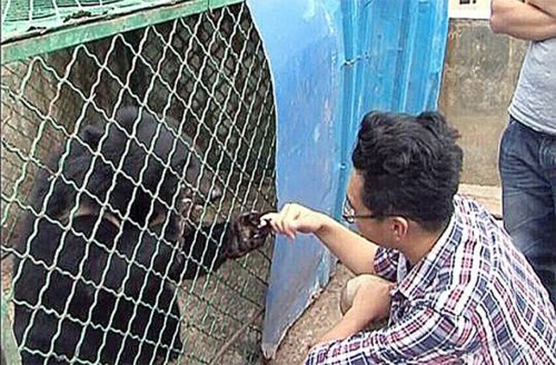 Щенки, купленные китайцем два года назад, выросли… в медведей (5 фото)